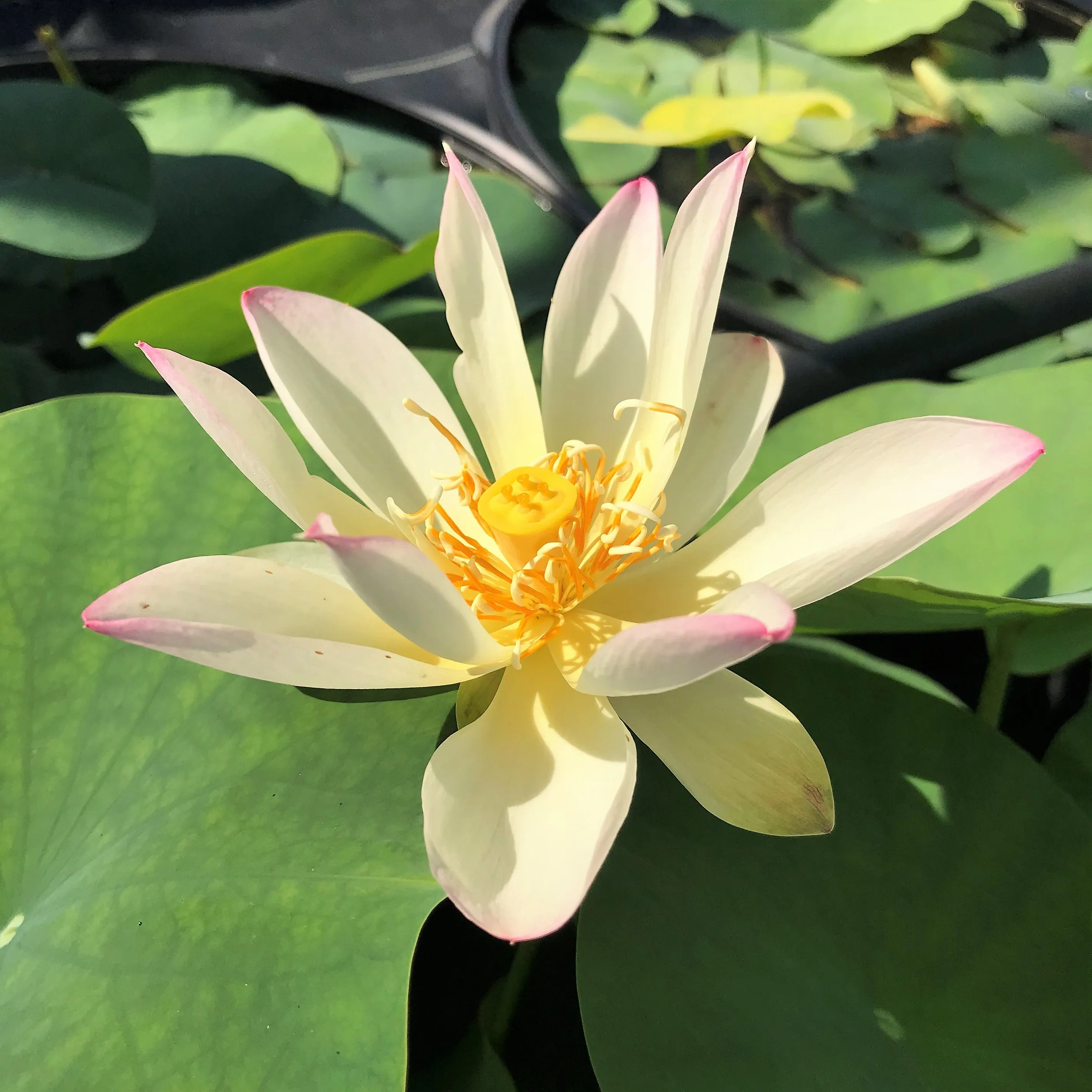 Hands of the Goddess of Mercy Lotus  <br> Dwarf