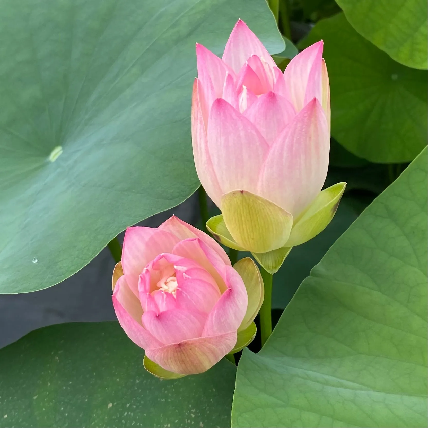 Hands of the Goddess of Mercy Lotus  <br> Dwarf