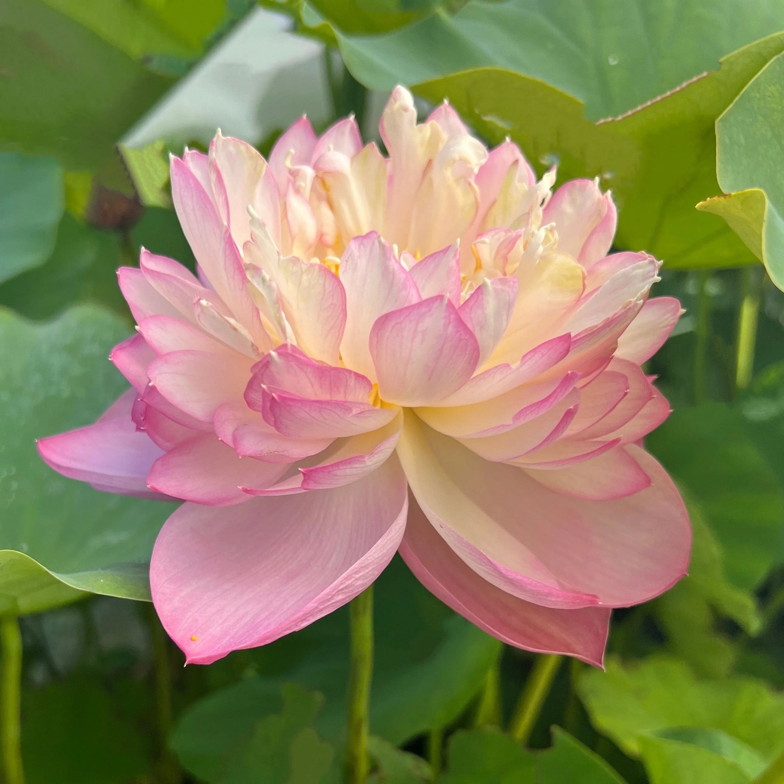Princess Ellen Lotus<br>Pink blooms fit for a princess!